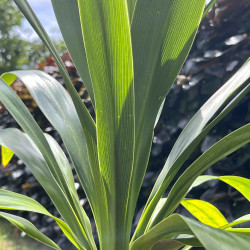 Cordyline ‘Emerald Star