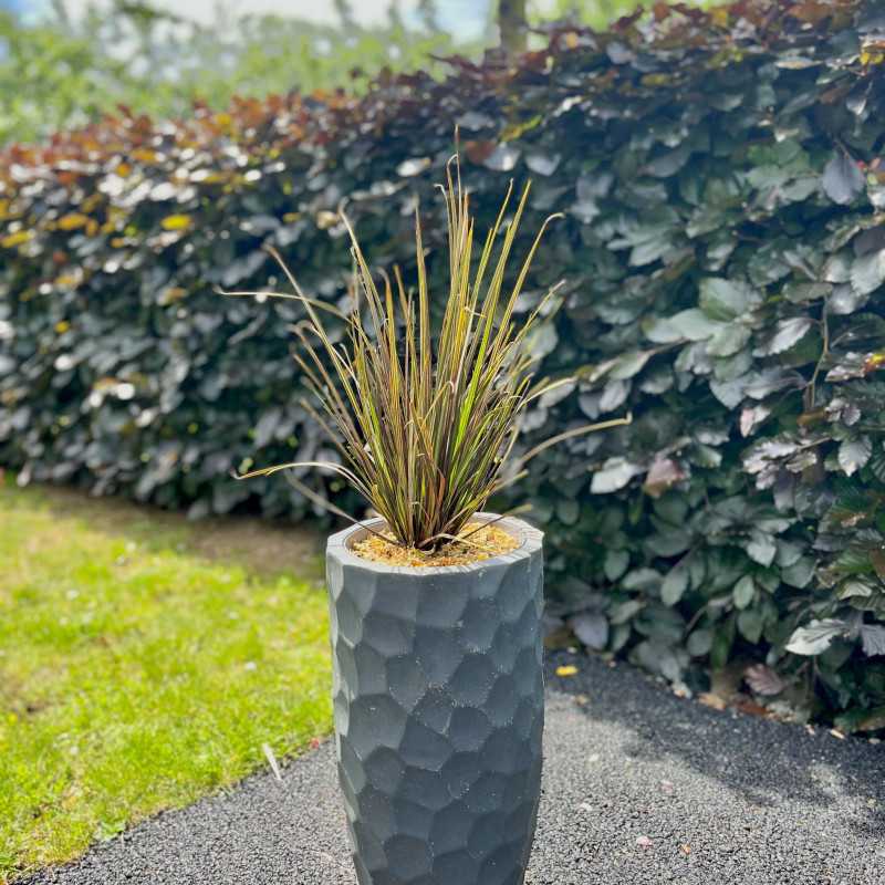 Libertia ixioides ‘Taupo Sunset’