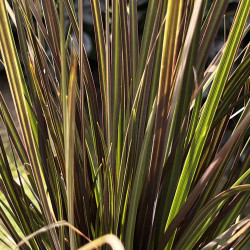 Libertia ixioides ‘Taupo Sunset’