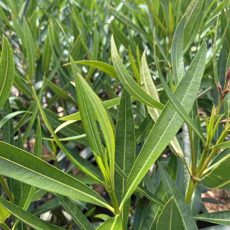 Nerium oleander ‘Provence’ - Laurier-rose