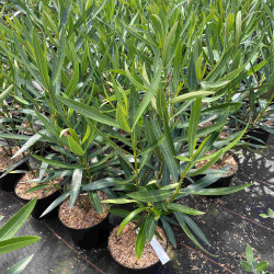 Nerium oleander ‘Provence’ - Laurier-rose