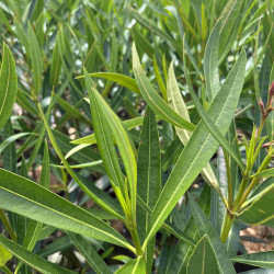 Nerium oleander ‘Jannoch’ - Laurier-rose