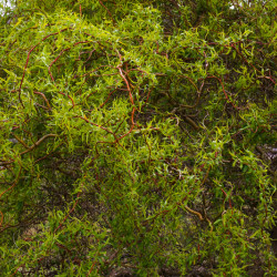 Salix tortuosa ‘Orange’ - Saule tortueux