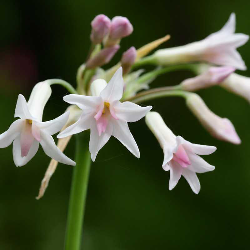 Tulbaghia violacea Pearl - Ail d'Afrique du sud