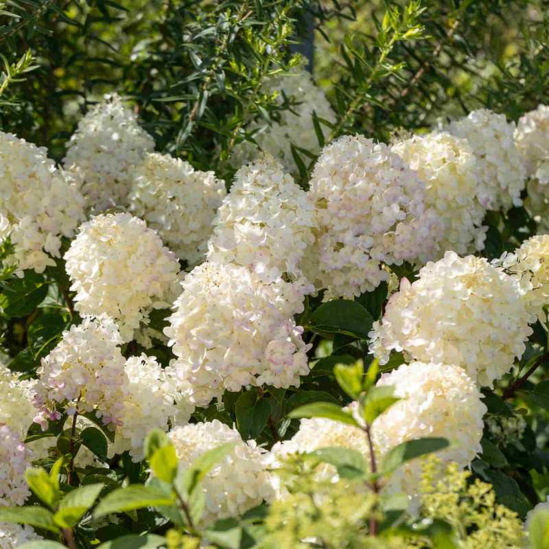 Hydrangea paniculata Little Fresco