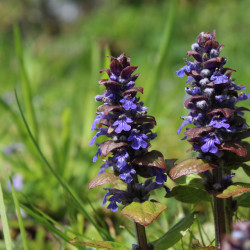 Ajuga reptans Catlin's Giant