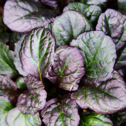 Ajuga reptans Catlin's Giant