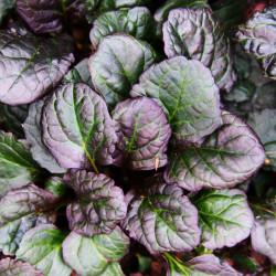 Ajuga reptans Catlin's Giant