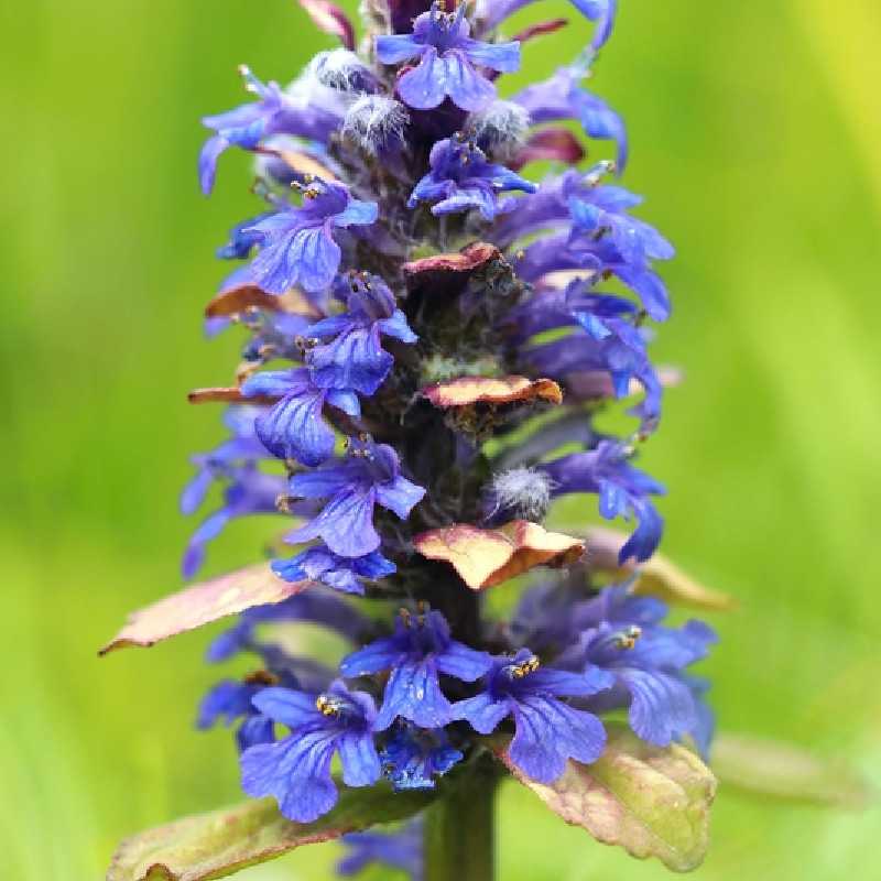 Ajuga reptans Catlin's Giant