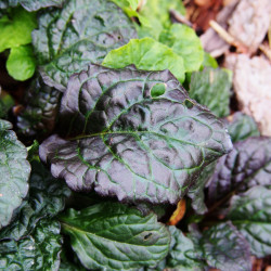 Ajuga reptans Catlin's Giant