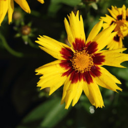 Coreopsis grandiflora ‘Sunkiss