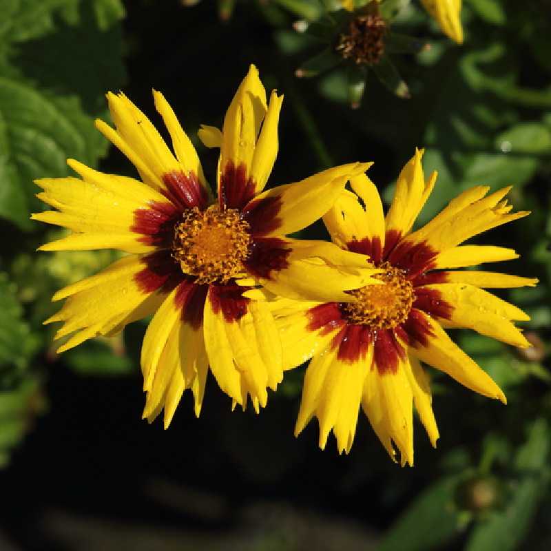 Coreopsis grandiflora ‘Sunkiss