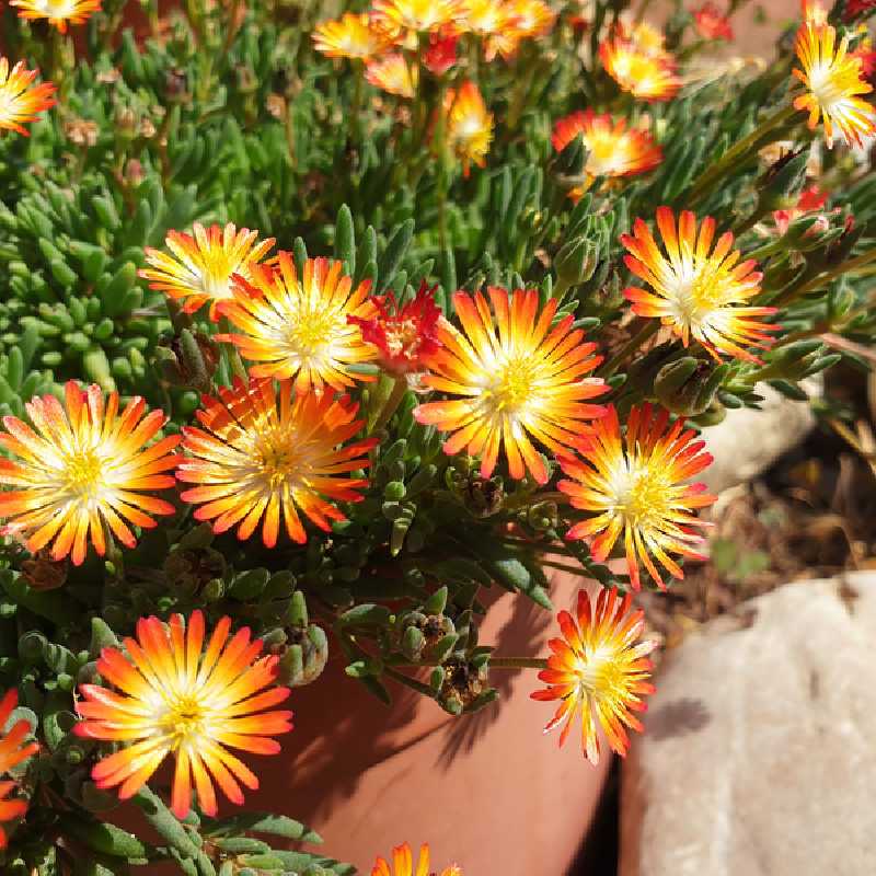 Delosperma cooperi ‘Orange’