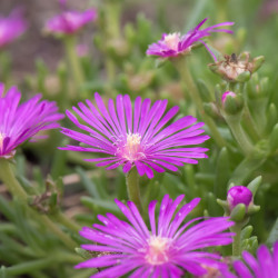 Delosperma cooperi ‘Purple’