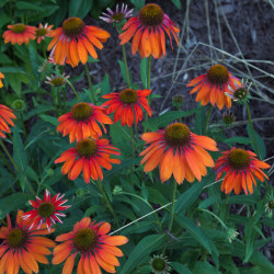 Echinacea ‘Red Ombre‘ -...