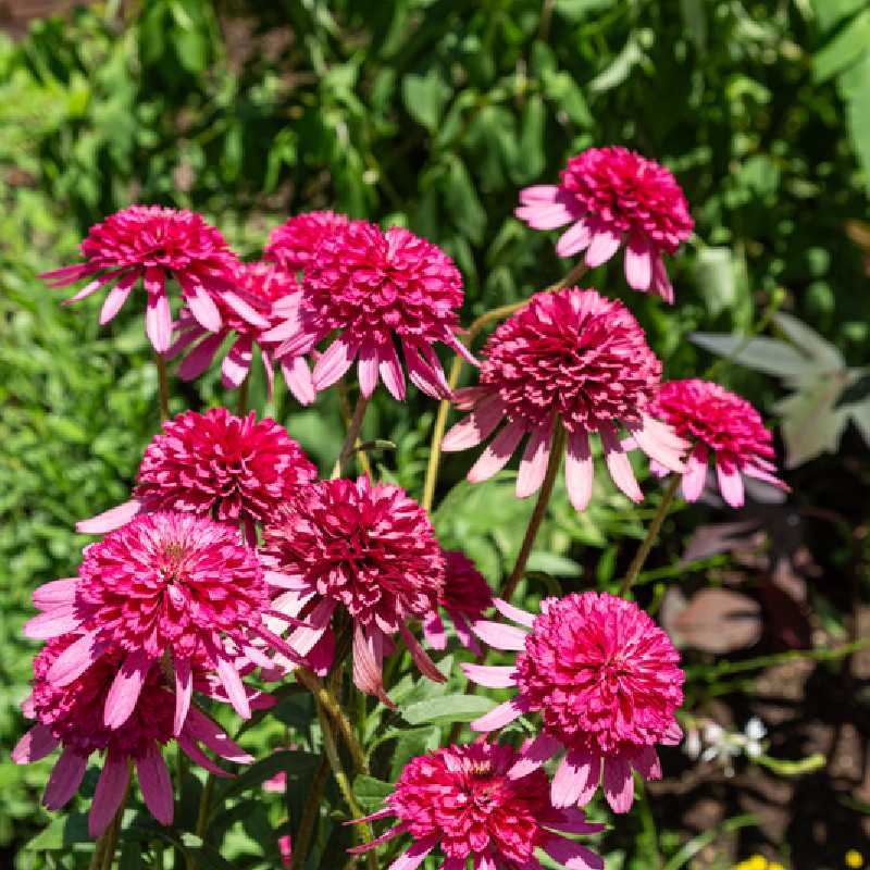 Echinacea ‘Minibelle‘