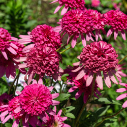 Echinacea ‘Minibelle‘