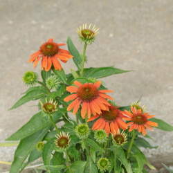 Echinacea ‘Soft Orange