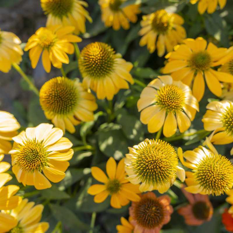 Echinacea Yellow Ombre