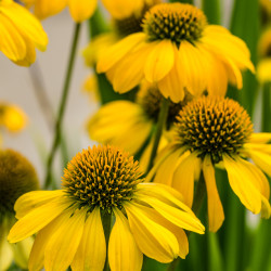 Echinacea Yellow Ombre