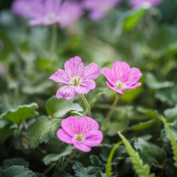 Erodium variabile ‘Bishop's Form’