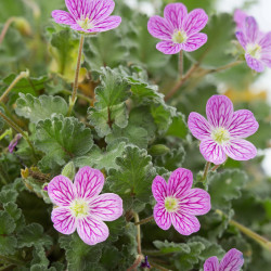 Erodium variabile ‘Bishop's Form’