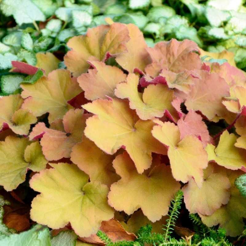 Heuchera Caramel