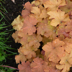 Heuchera ‘Caramel’ - Heuchère