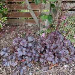 Heuchera ‘Midnight Rose’ - Heuchère