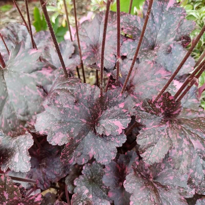 Heuchera ‘Midnight Rose’ - Heuchère