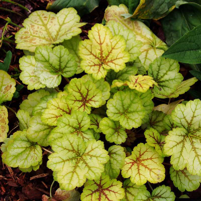 Heuchera ‘Miracle’