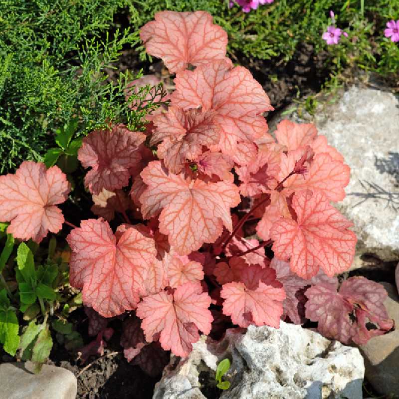 Heuchera ‘Paprika’