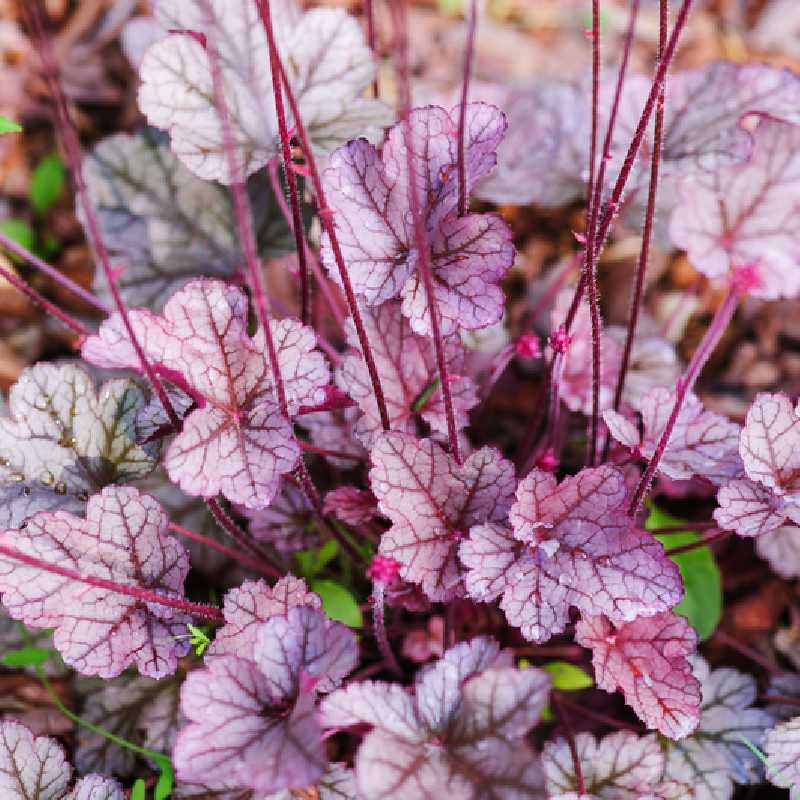 Heuchera ‘Sugar Plum‘ ® - Heuchère