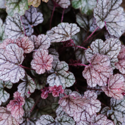 Heuchera ‘Sugar Plum‘ ® - Heuchère