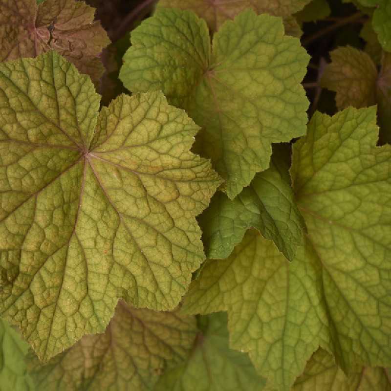 Heuchera ‘Dinosaur Peachy‘