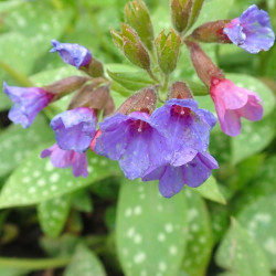 Pulmonaria ‘Silver Bouquet‘ ® - Pulmonaire