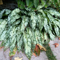 Pulmonaria ‘Silver Bouquet‘ ® - Pulmonaire