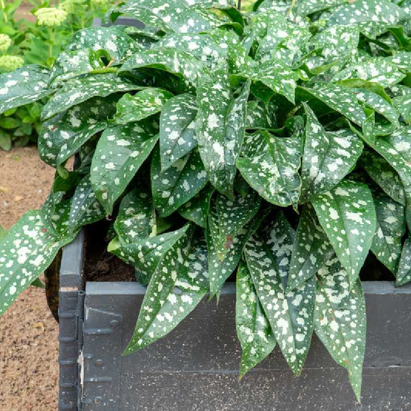 Pulmonaria ‘Silver Bouquet‘ ® - Pulmonaire