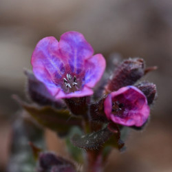 Pulmonaria ‘Silver Bouquet‘ ® - Pulmonaire