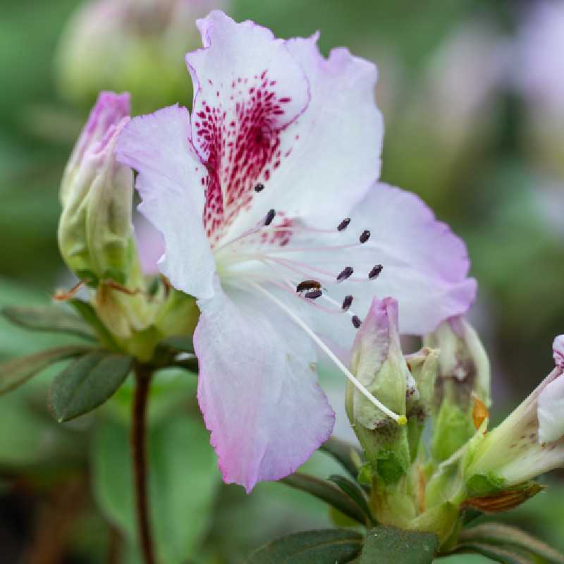 Azalea japonica Ho Oden