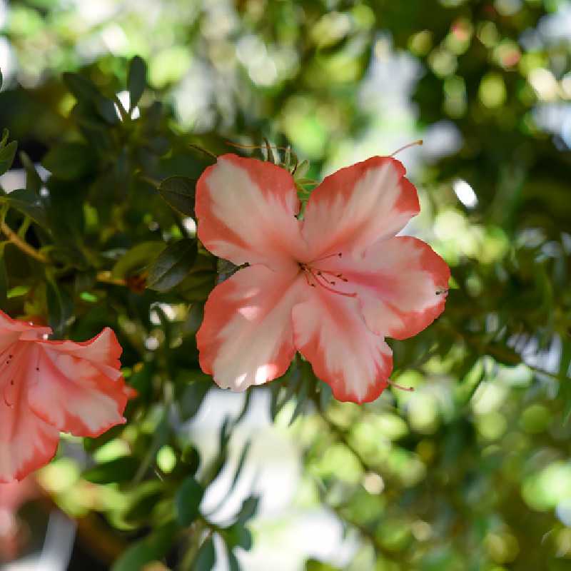 Azalea japonica Sachsenstern