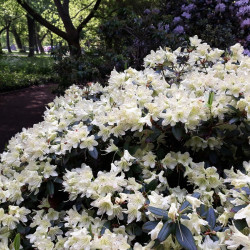 Azalea japonica White Lady