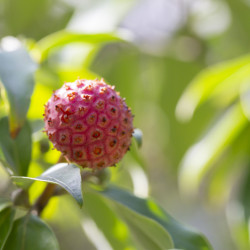 Cornus capitata