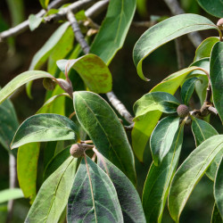 Cornus capitata