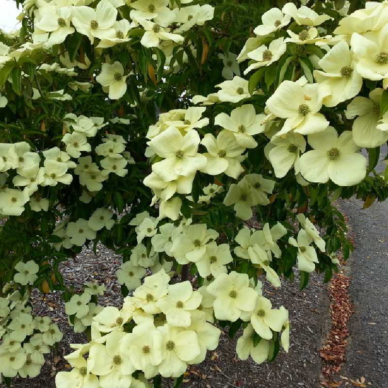 Cornus capitata