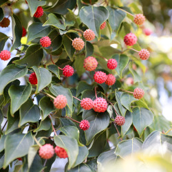 Cornus capitata