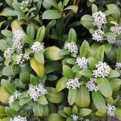 Daphne odora ‘Alba‘