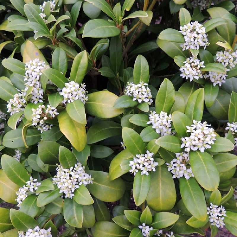 Daphne odora ‘Alba‘