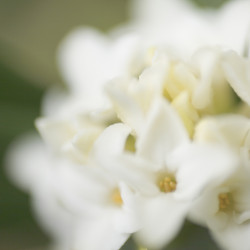 Daphne odora ‘Alba‘