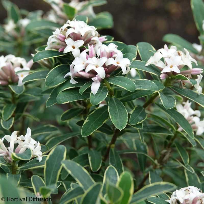 Daphne transatlantica ‘Summer Ice‘